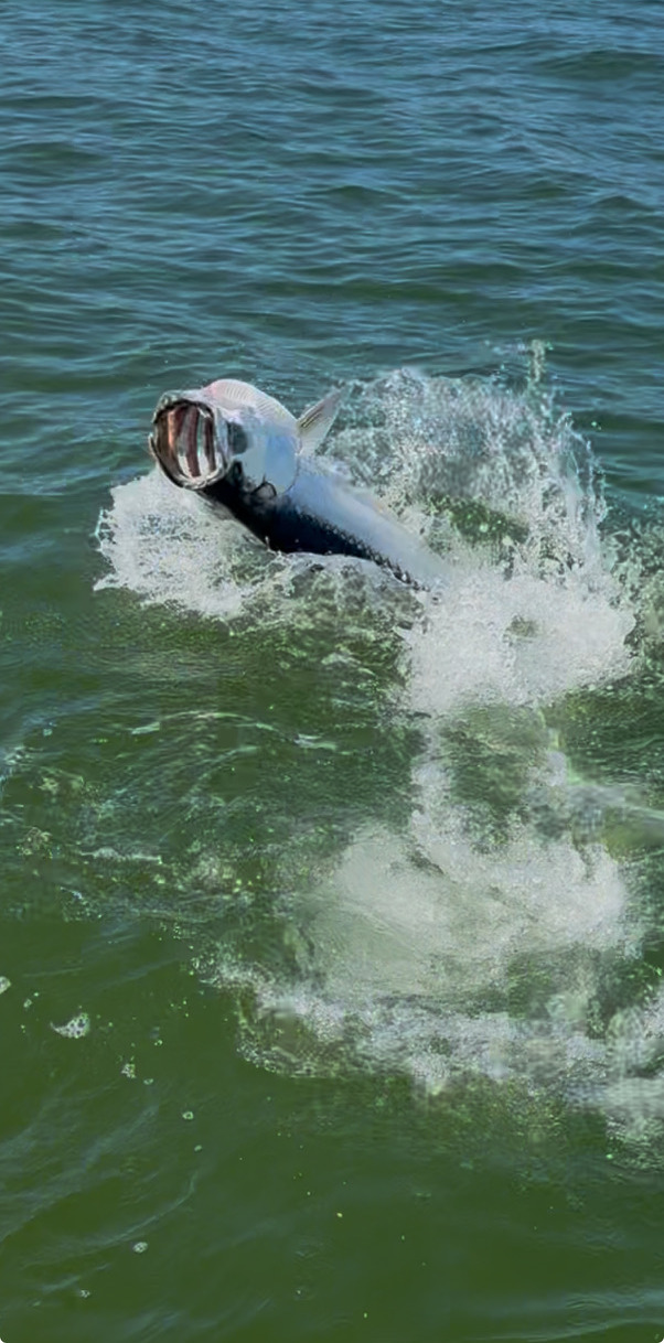 A tarpon leaping from the water